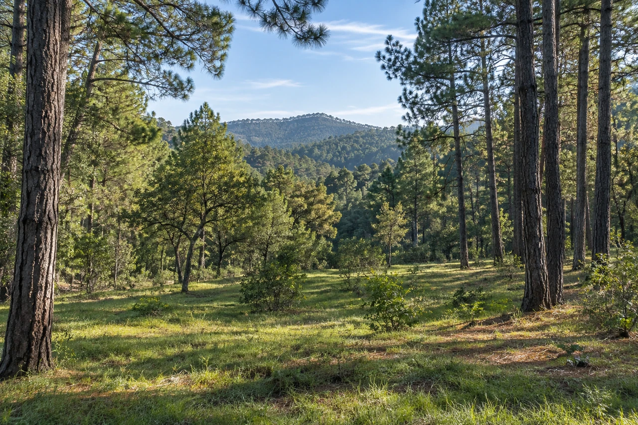 Paisaje ilustrativo de un bosque de pinos y encinos